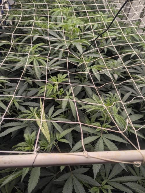 FX3 line clone. Week 6 - Lots of work
