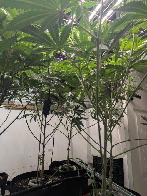 FX3 line clone. Week 7 - Knocked them back
