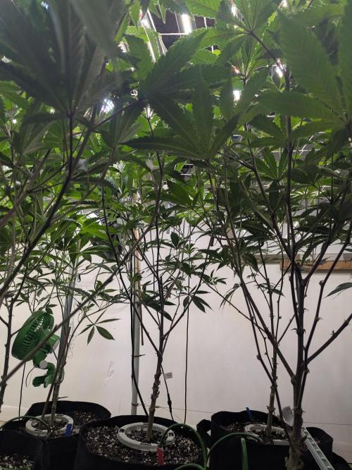 FX3 line clone. Week 7 - Flipping 