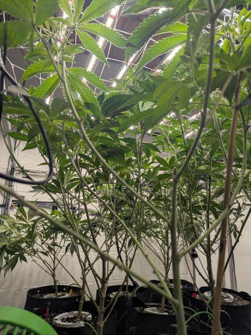 Northern lights # 5 clones. Week 7 - Stripped 