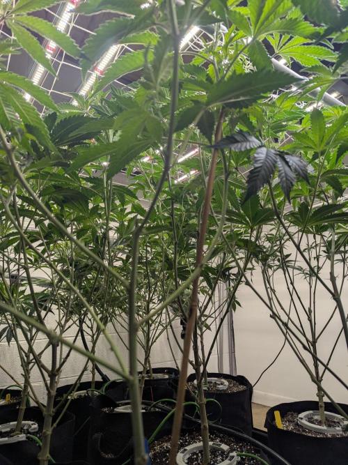 Northern lights # 5 clones. Week 7 - Flipped 