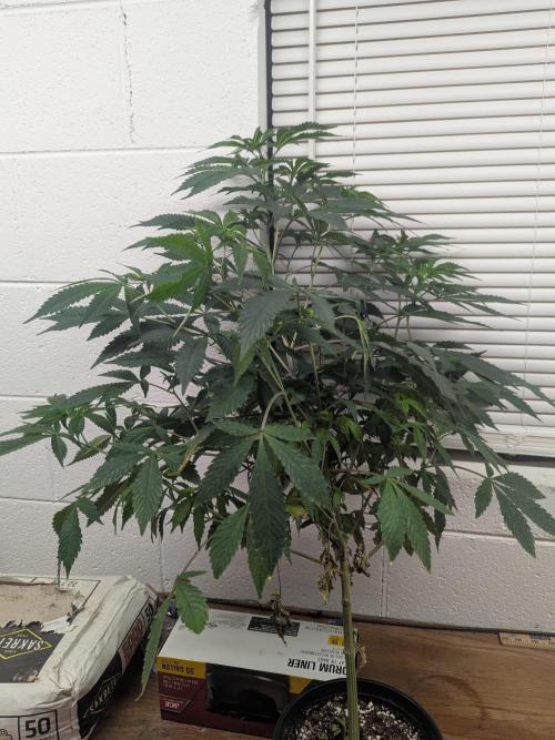 Northern lights # 5 clones. Week 7 - Pre flip