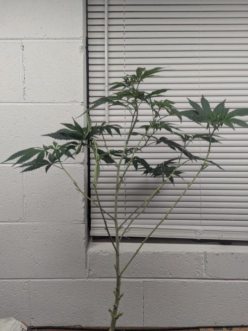 Northern lights # 5 clones. Week 7 - Flip