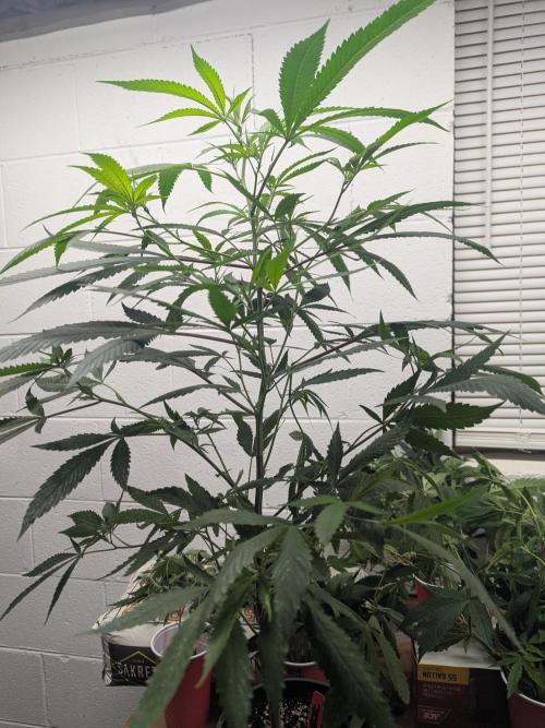 FX3 line clone. Week 7 - Pre flip and strip