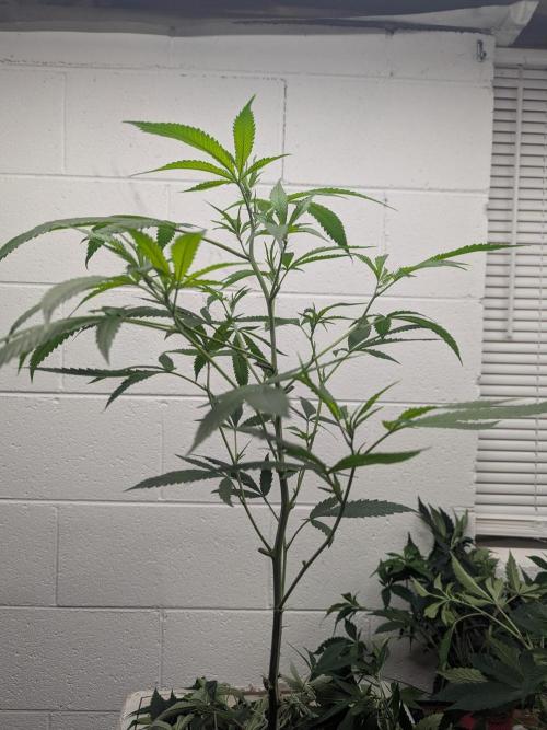 FX3 line clone. Week 7 - Stripped and flipped 