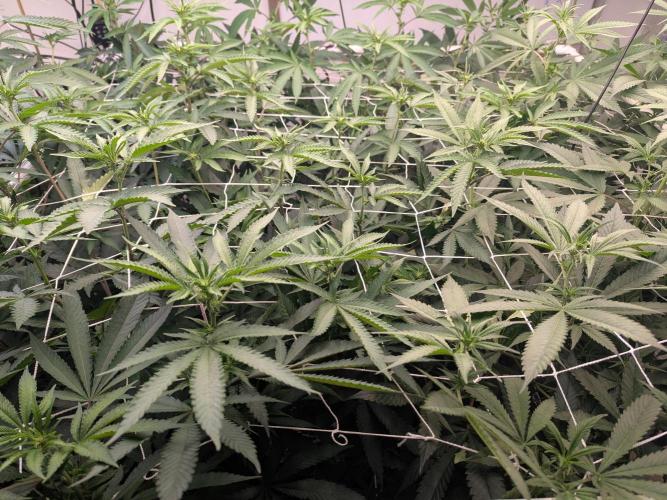 FX3 line clone. Week 8 - Day 10 flip Looking well