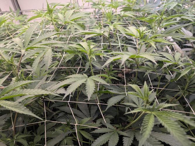 Northern lights # 5 clones. Week 8 - All is well day ten flip