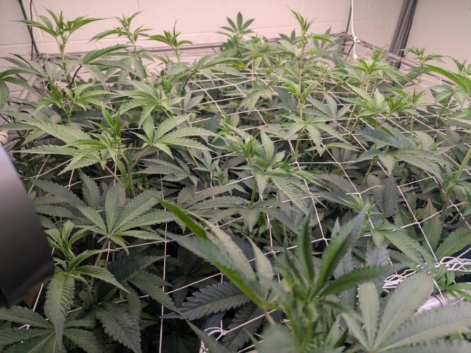 Northern lights # 5 clones. Week 8 - Jungle Time.  Day 10 flip