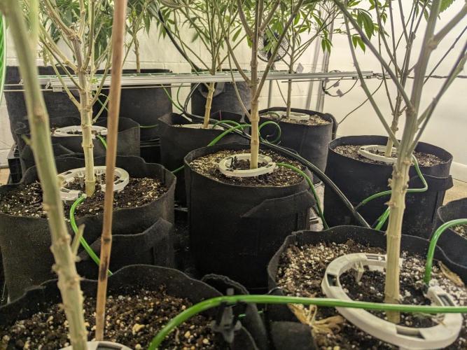 FX3 line clone. Week 8 - Auto watering 