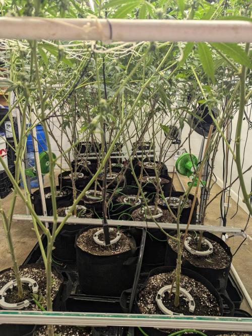 Northern lights # 5 clones. Week 9 - Day 21 beatdown