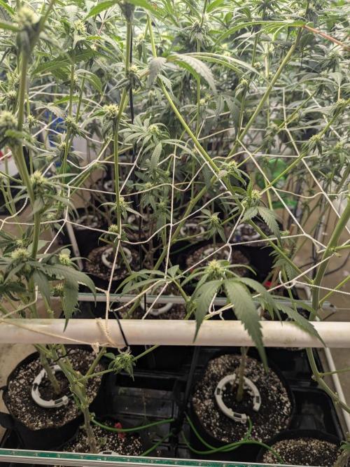 Northern lights # 5 clones. Week 9 - Looking like a beaten dog