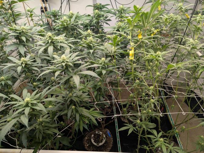 FX3 line clone. Week 9 - Sisters 