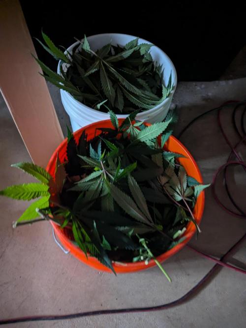 FX3 line clone. Week 9 - 10 gallon defol