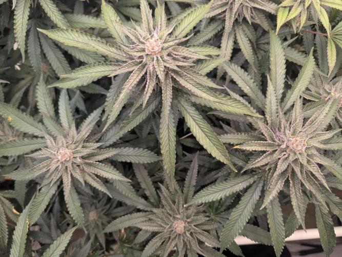 FX3 line clone. Week 10