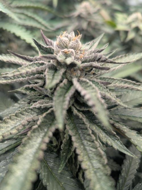 FX3 line clone. Week 10