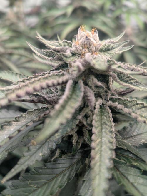 FX3 line clone. Week 10 - Don't know if the will make the turn