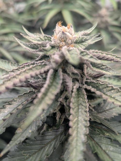 FX3 line clone. Week 10 - Slow pinking