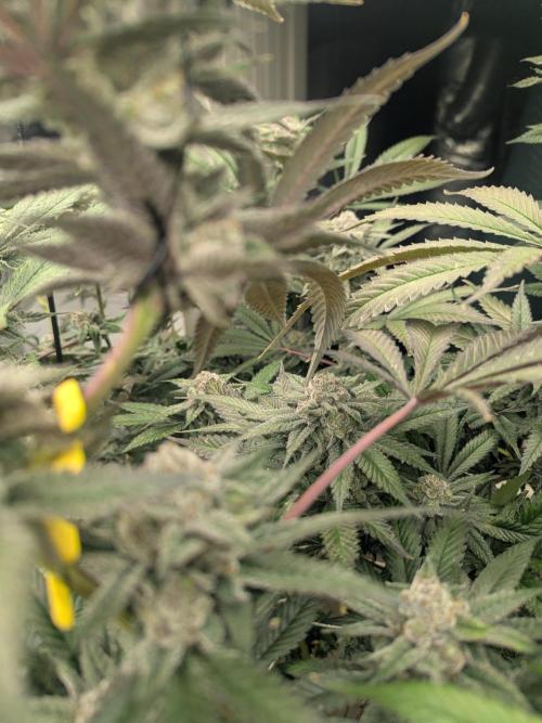 FX3 line clone. Week 10