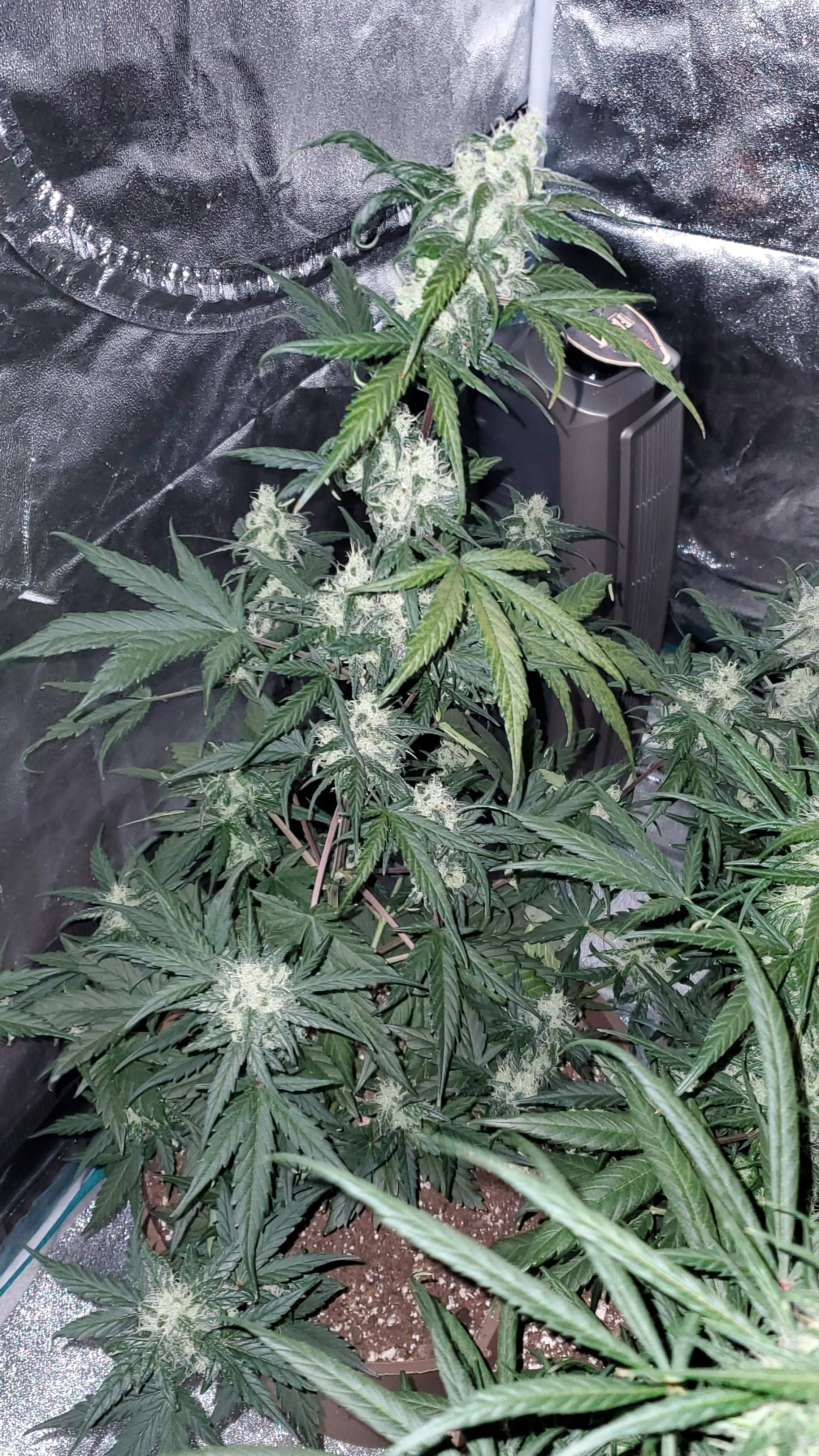 Seedsman Strawberry Cheesecake Auto grow diary (journal) week7 by
