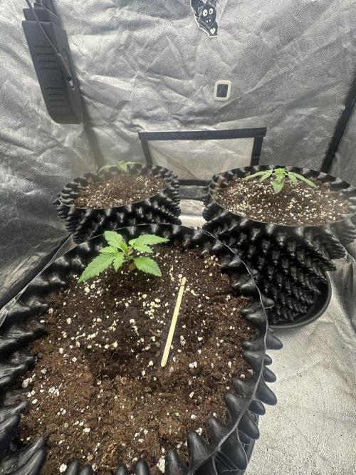 Mephisto genetics. Week 2