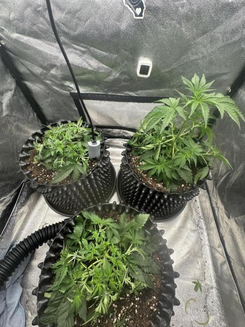 Mephisto genetics. Week 3