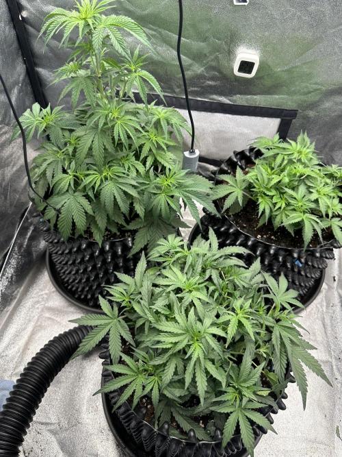 Mephisto genetics. Week 4