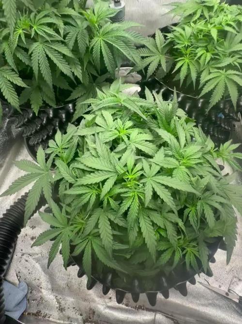 Mephisto genetics