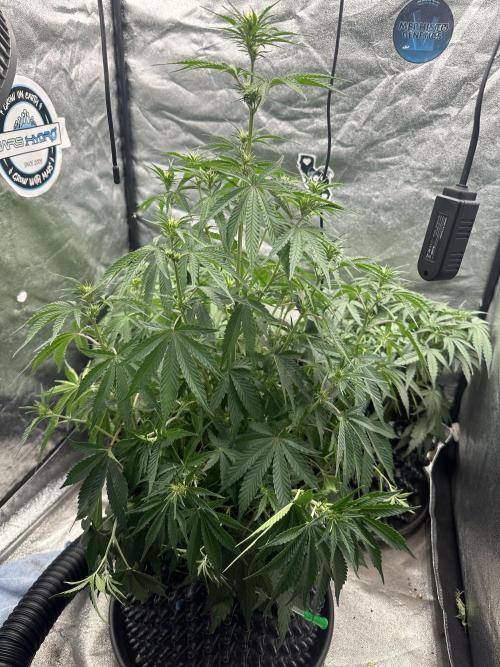 Mephisto genetics. Week 5