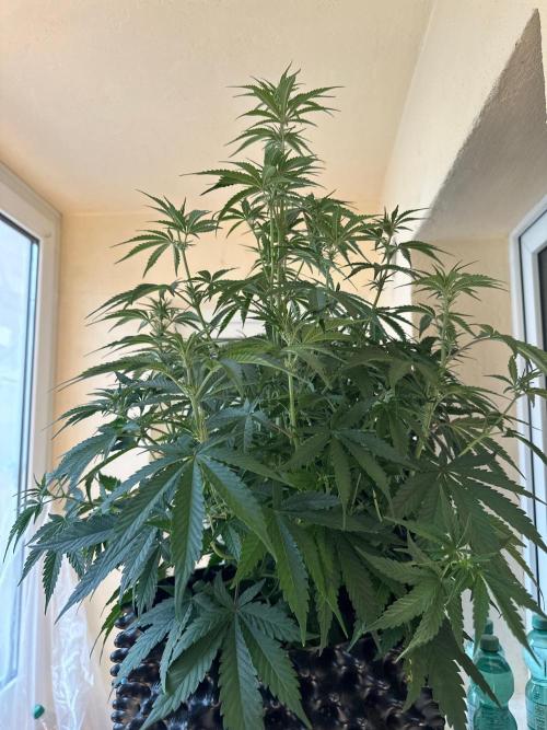 Mephisto genetics. Week 5