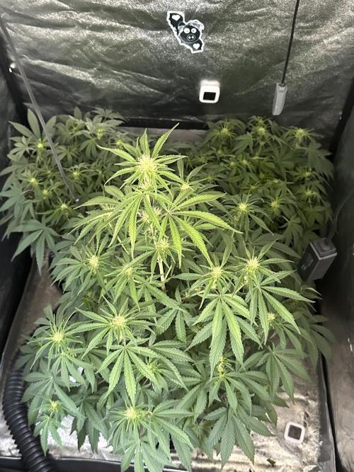 Mephisto genetics. Week 5