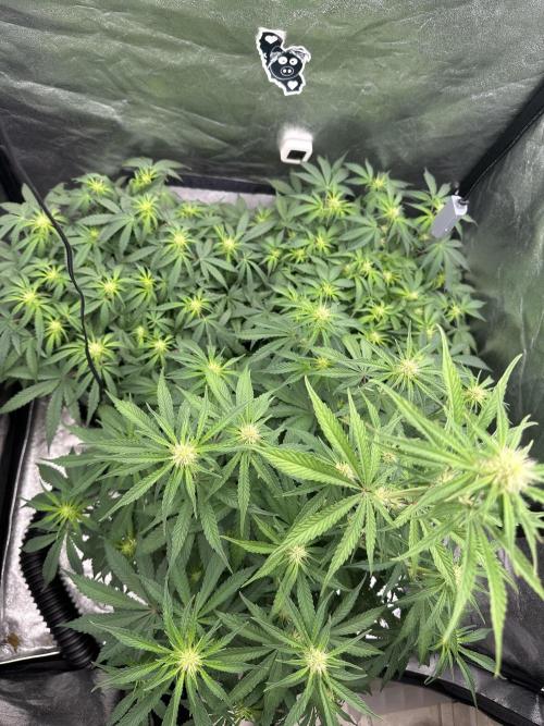 Mephisto genetics. Week 6