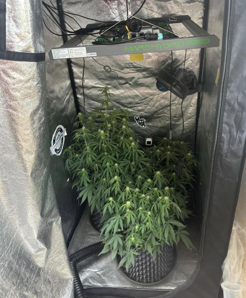 Mephisto genetics. Week 6