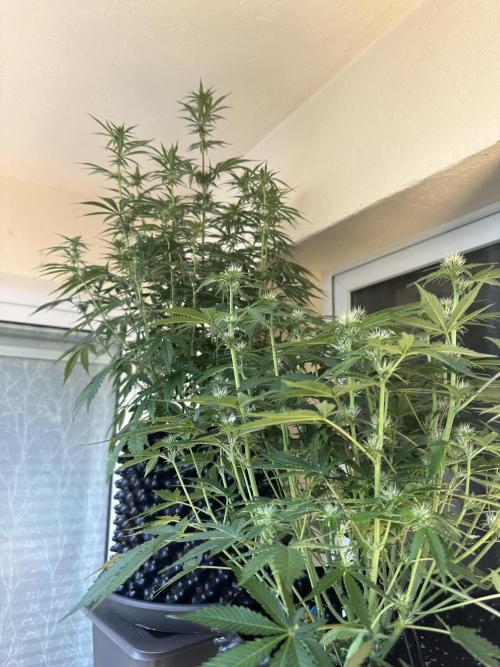 Mephisto genetics. Week 6