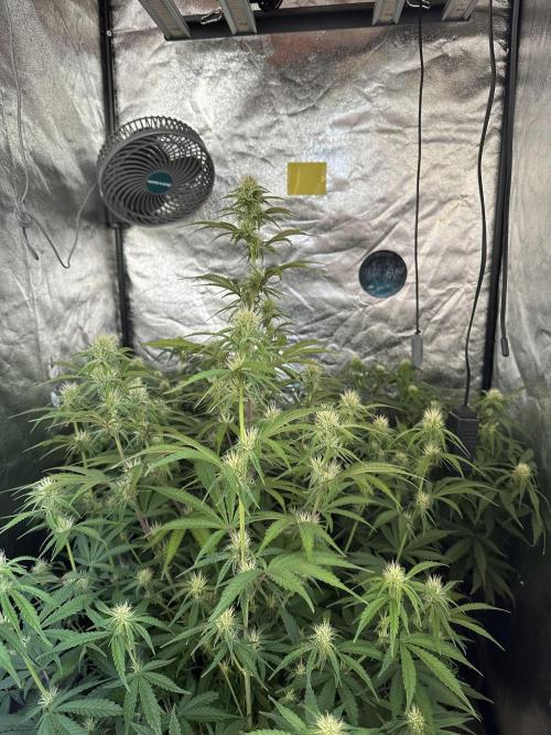 Mephisto genetics. Week 7