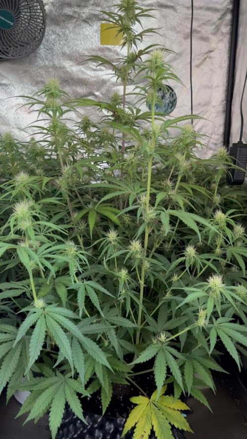 Mephisto genetics
