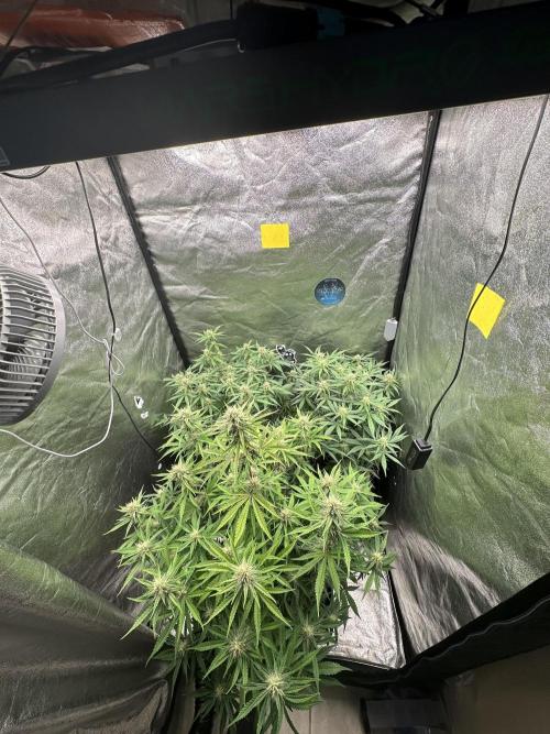 Mephisto genetics. Week 8