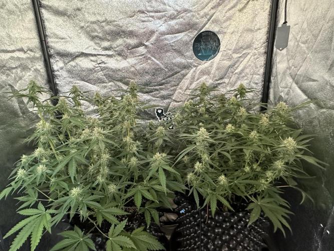 Mephisto genetics. Week 8