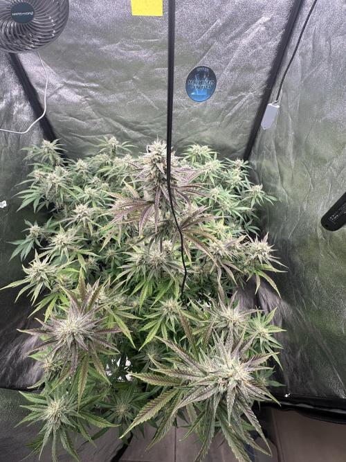 Mephisto genetics. Week 9