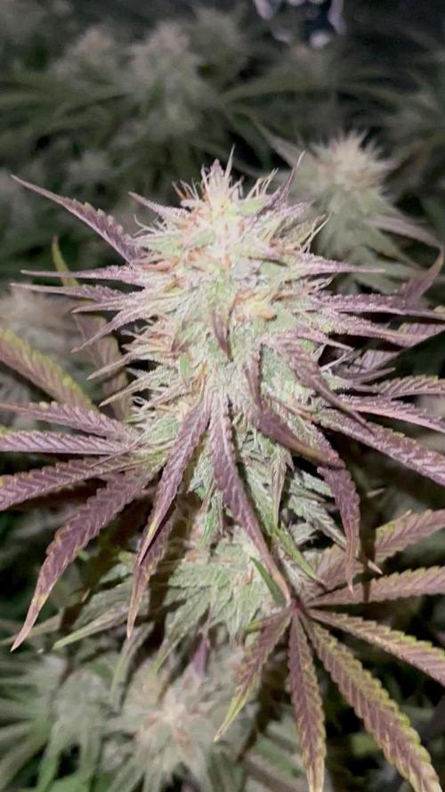 Mephisto genetics