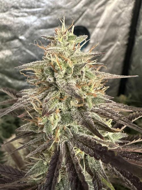 Mephisto genetics. Week 10