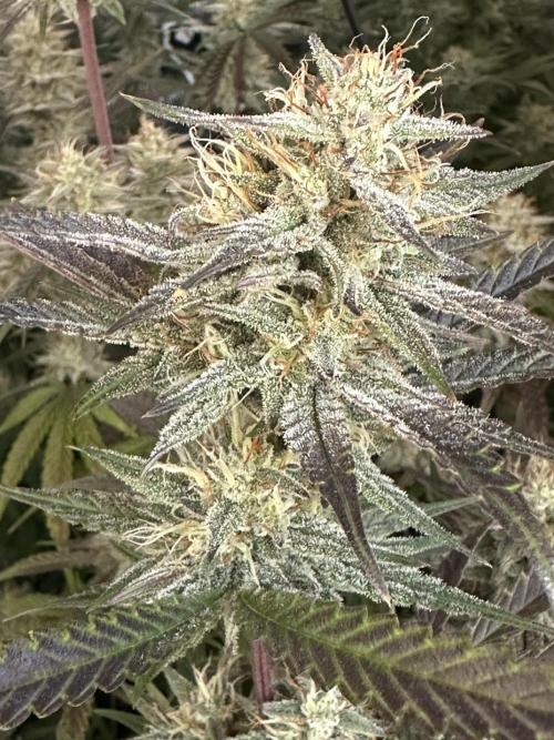 Mephisto genetics. Week 10