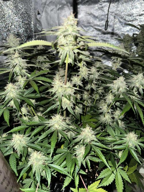 Mephisto genetics. Week 10