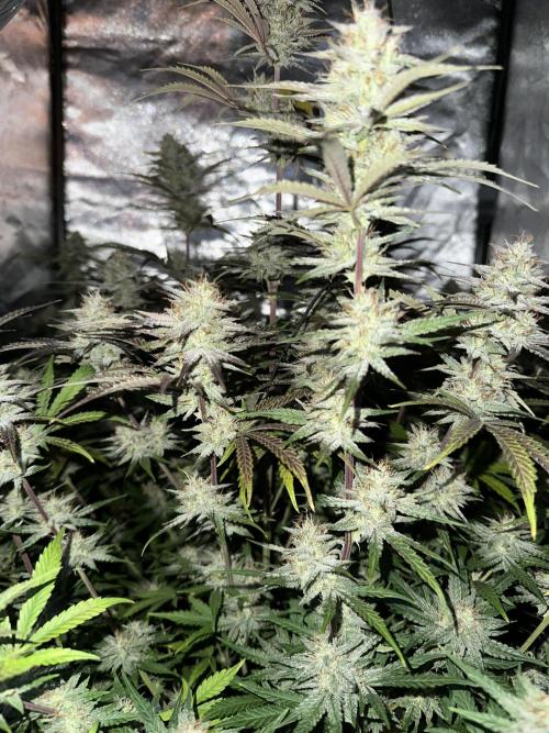 Mephisto genetics. Week 10