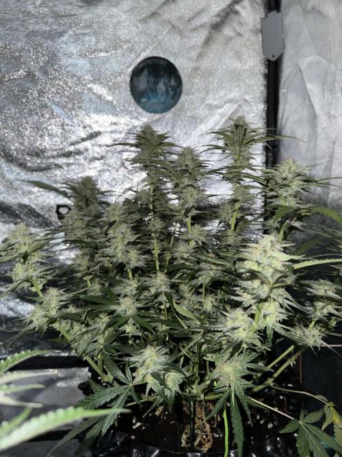 Mephisto genetics. Week 10