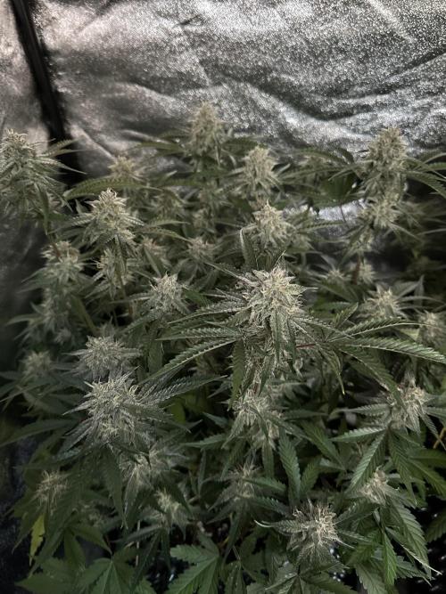 Mephisto genetics. Week 10