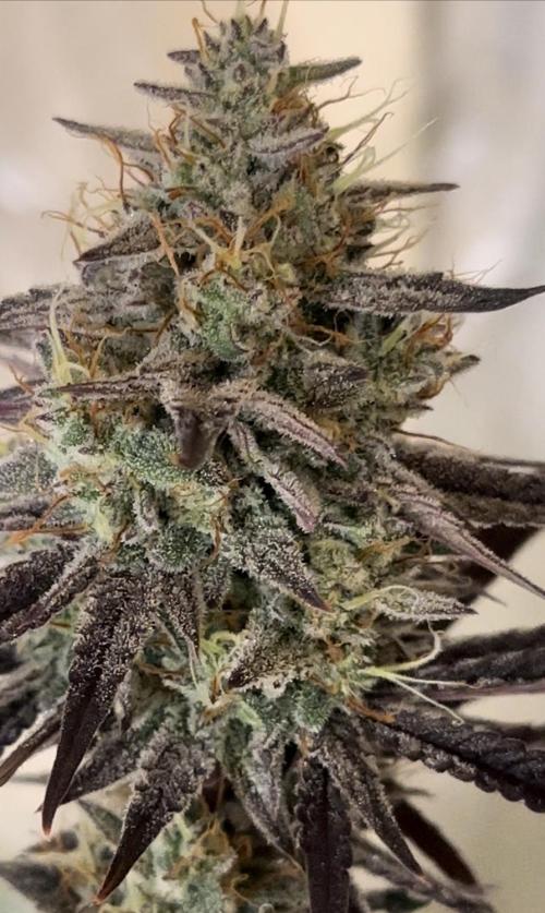 Mephisto genetics. Week 11