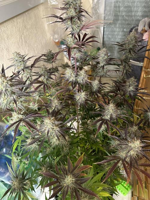 Mephisto genetics. Week 11