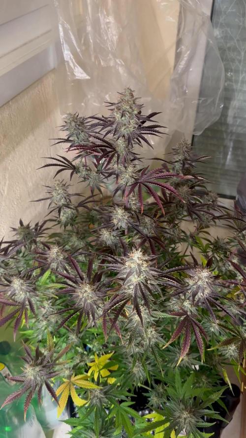 Mephisto genetics
