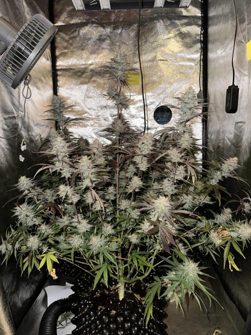 Mephisto genetics. Week 12