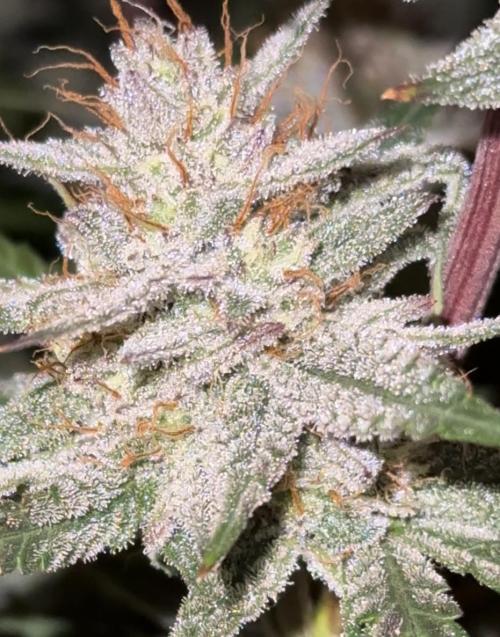 Mephisto genetics. Week 12